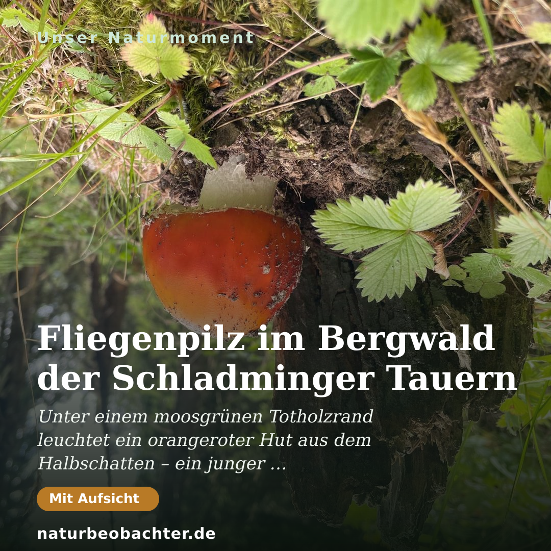 Druck-Vorschau: Fliegenpilz im Bergwald der Schladminger Tauern