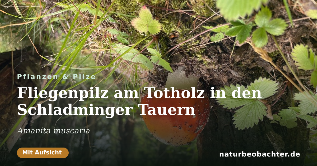 Vorschau der Teilen-Karte: Fliegenpilz am Totholz in den Schladminger Tauern