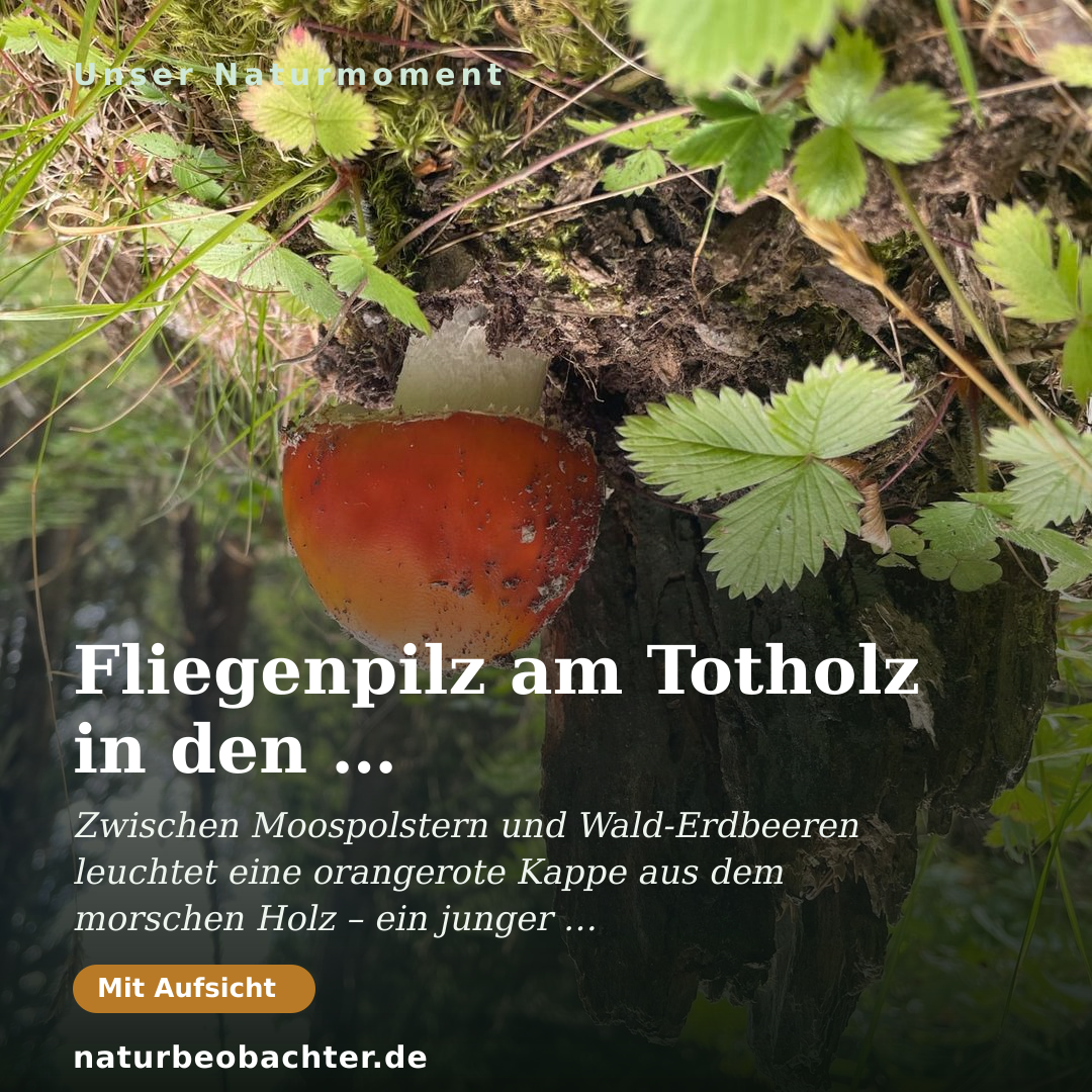 Druck-Vorschau: Fliegenpilz am Totholz in den Schladminger Tauern