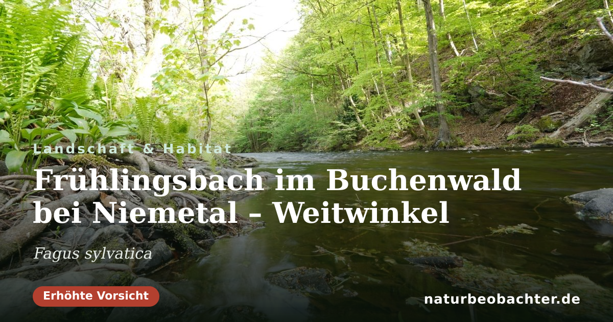 Vorschau der Teilen-Karte: Frühlingsbach im Buchenwald bei Niemetal – Weitwinkel