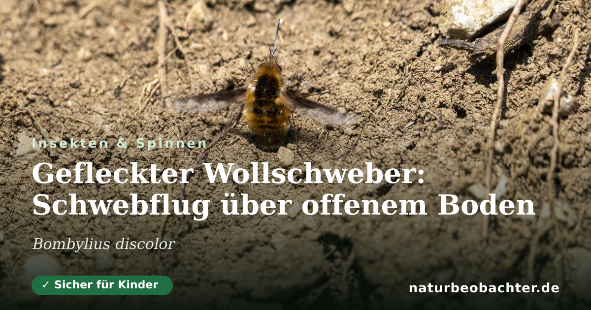 Vorschau der Teilen-Karte: Gefleckter Wollschweber: Schwebflug über offenem Boden