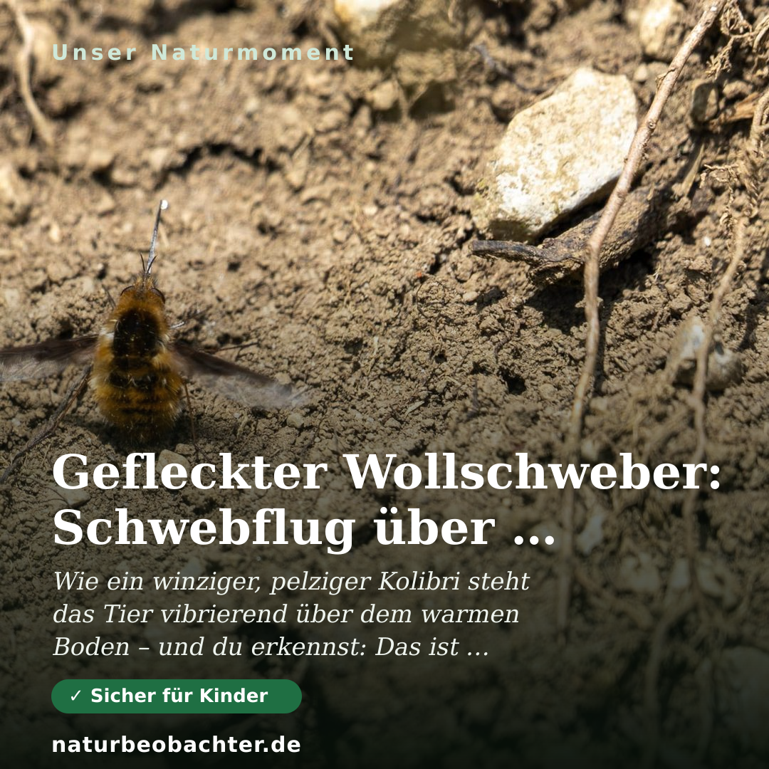 Druck-Vorschau: Gefleckter Wollschweber: Schwebflug über offenem Boden