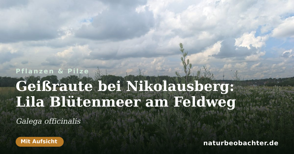 Vorschau der Teilen-Karte: Geißraute bei Nikolausberg: Lila Blütenmeer am Feldweg