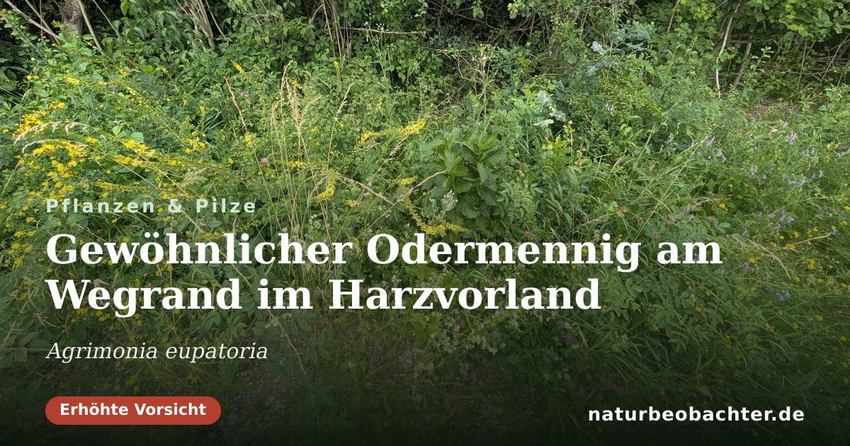 Vorschau der Teilen-Karte: Gewöhnlicher Odermennig am Wegrand im Harzvorland
