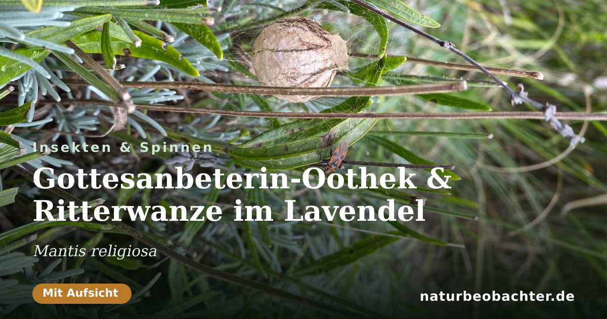 Vorschau der Teilen-Karte: Gottesanbeterin-Oothek & Ritterwanze im Lavendel