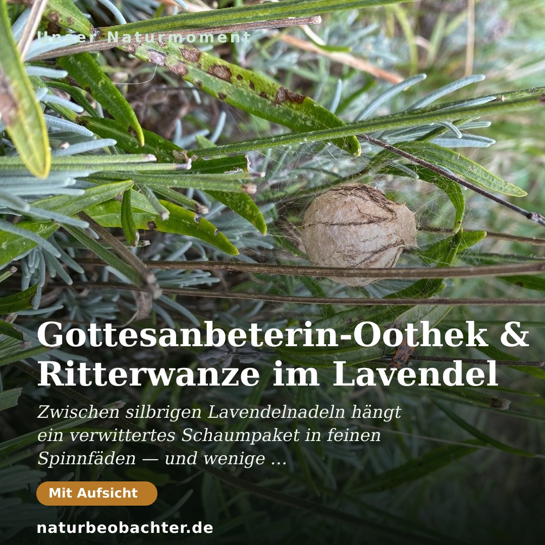 Druck-Vorschau: Gottesanbeterin-Oothek & Ritterwanze im Lavendel