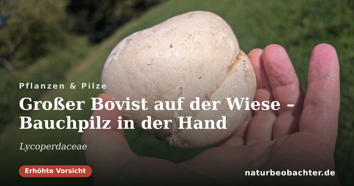 Vorschau der Teilen-Karte: Großer Bovist auf der Wiese – Bauchpilz in der Hand