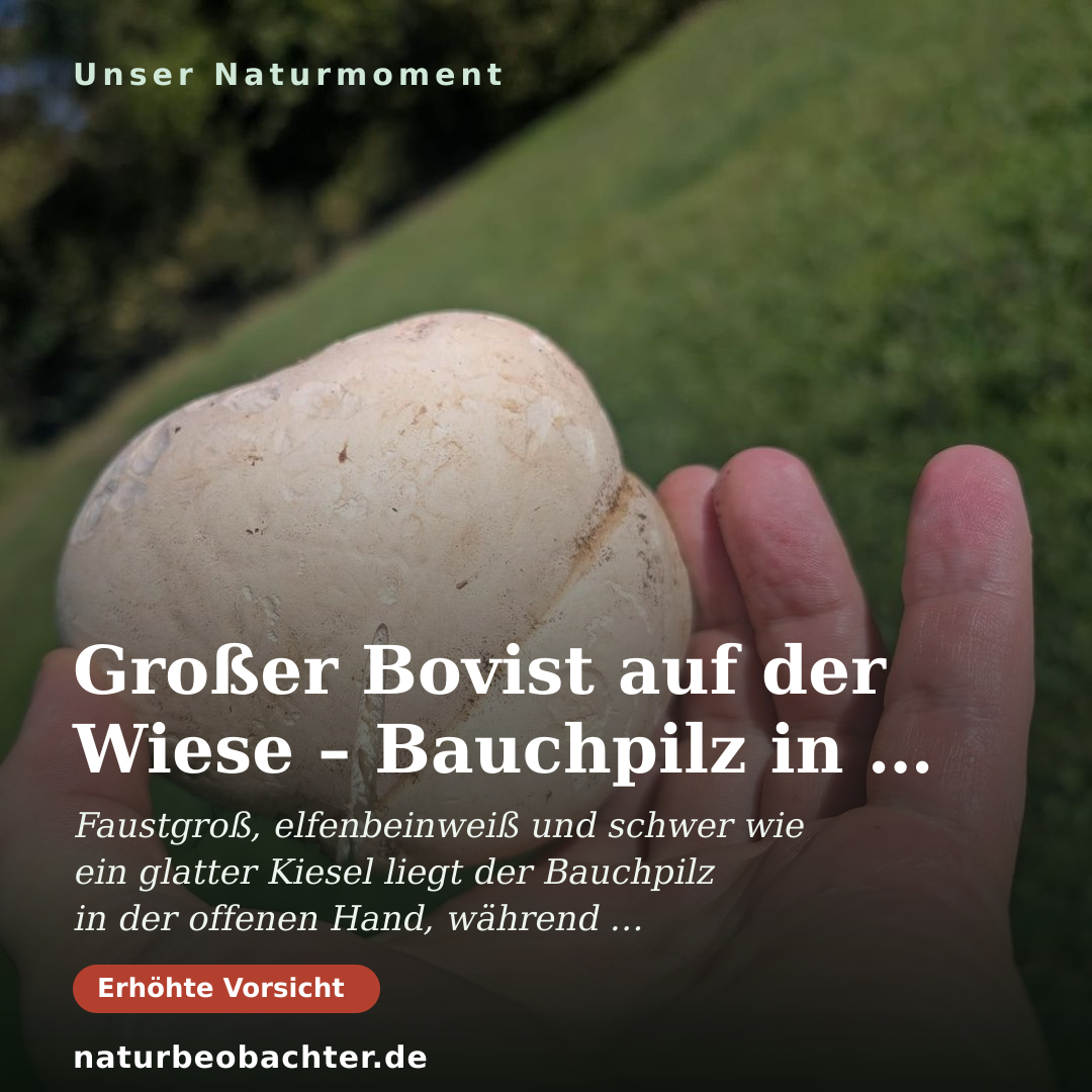 Druck-Vorschau: Großer Bovist auf der Wiese – Bauchpilz in der Hand