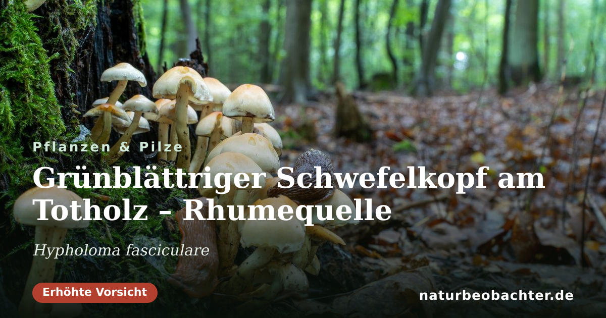 Vorschau der Teilen-Karte: Grünblättriger Schwefelkopf am Totholz – Rhumequelle