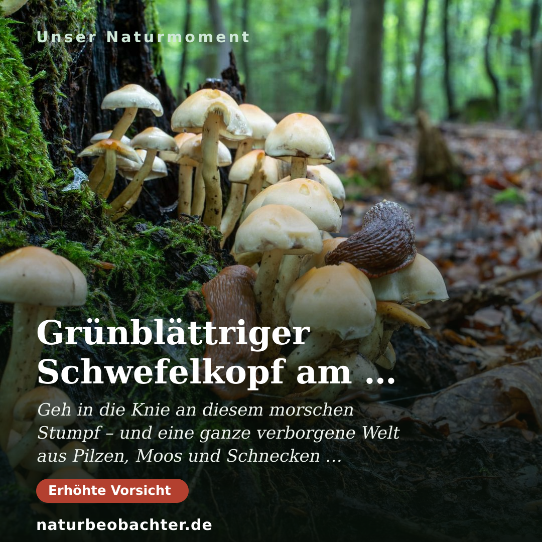 Druck-Vorschau: Grünblättriger Schwefelkopf am Totholz – Rhumequelle