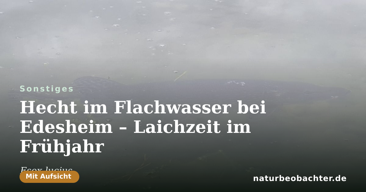 Vorschau der Teilen-Karte: Hecht im Flachwasser bei Edesheim – Laichzeit im Frühjahr