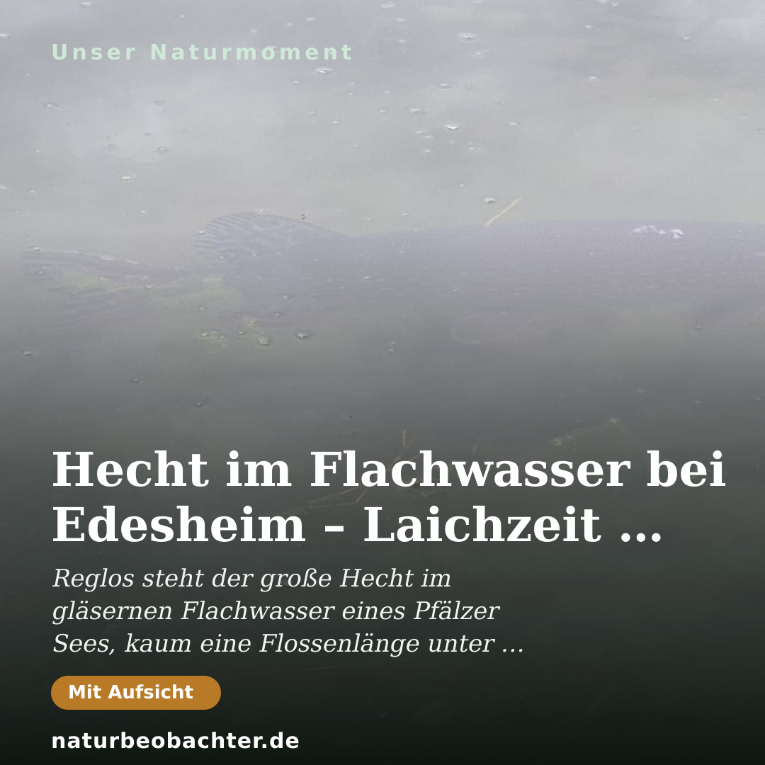 Druck-Vorschau: Hecht im Flachwasser bei Edesheim – Laichzeit im Frühjahr