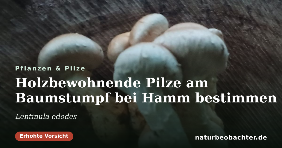 Vorschau der Teilen-Karte: Holzbewohnende Pilze am Baumstumpf bei Hamm bestimmen