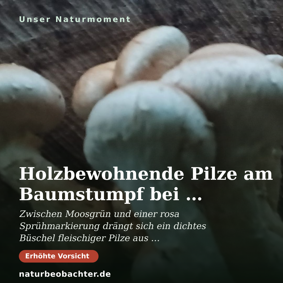 Druck-Vorschau: Holzbewohnende Pilze am Baumstumpf bei Hamm bestimmen