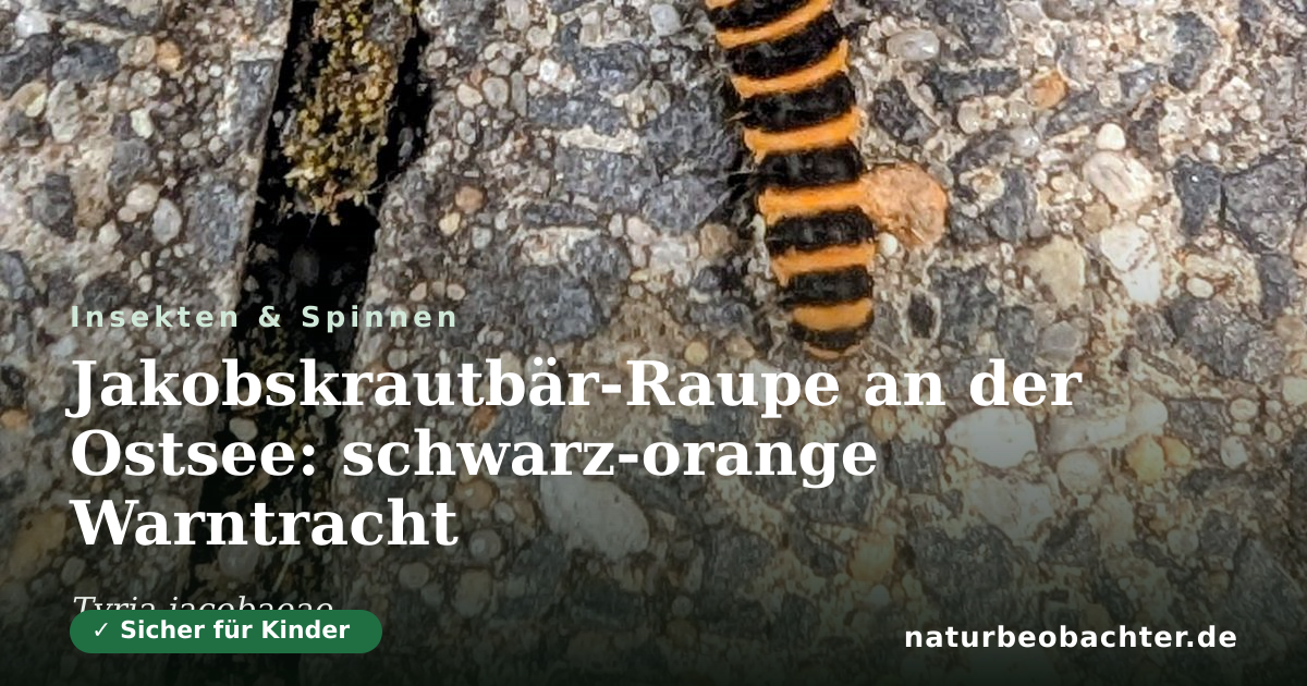 Vorschau der Teilen-Karte: Jakobskrautbär-Raupe an der Ostsee: schwarz-orange Warntracht