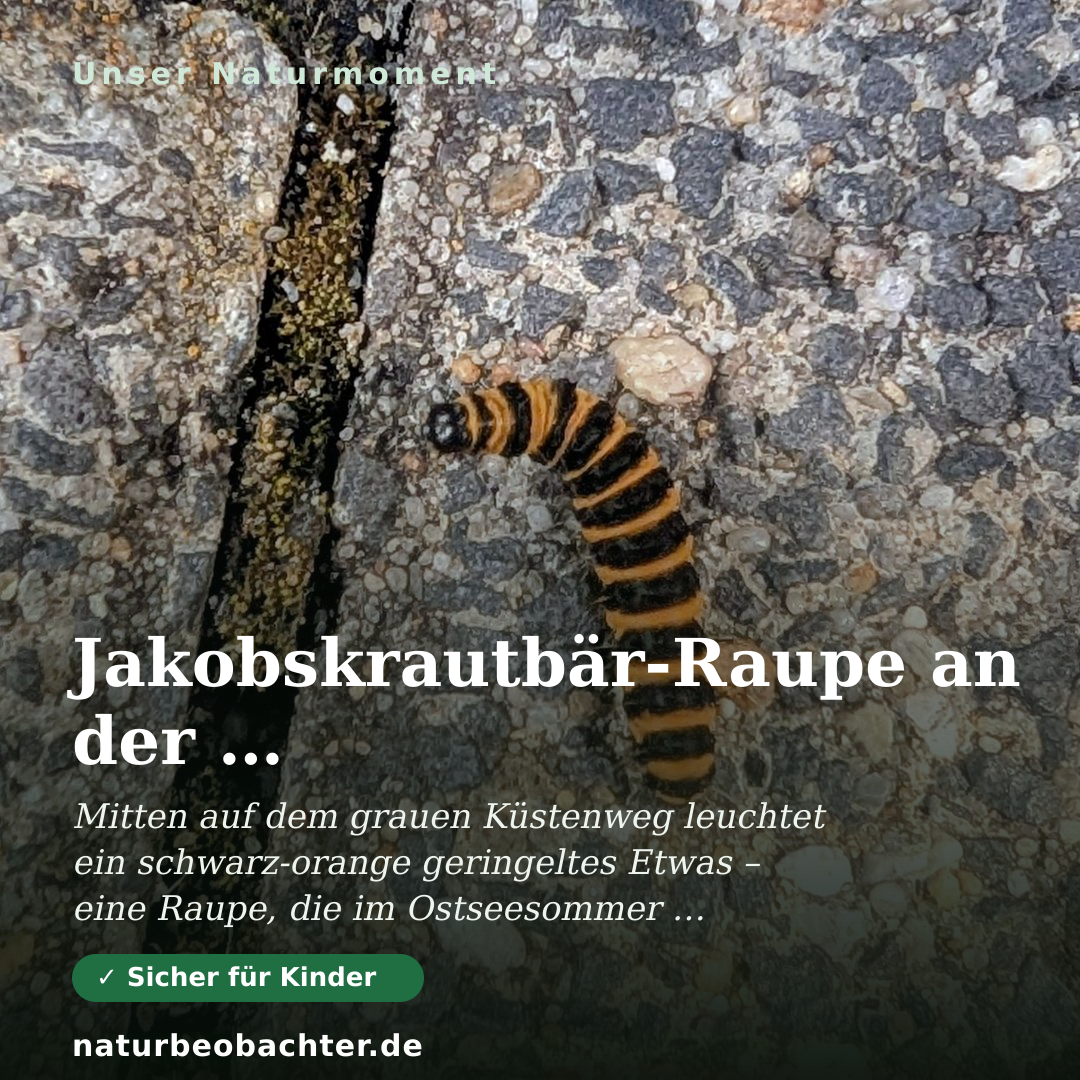Druck-Vorschau: Jakobskrautbär-Raupe an der Ostsee: schwarz-orange Warntracht