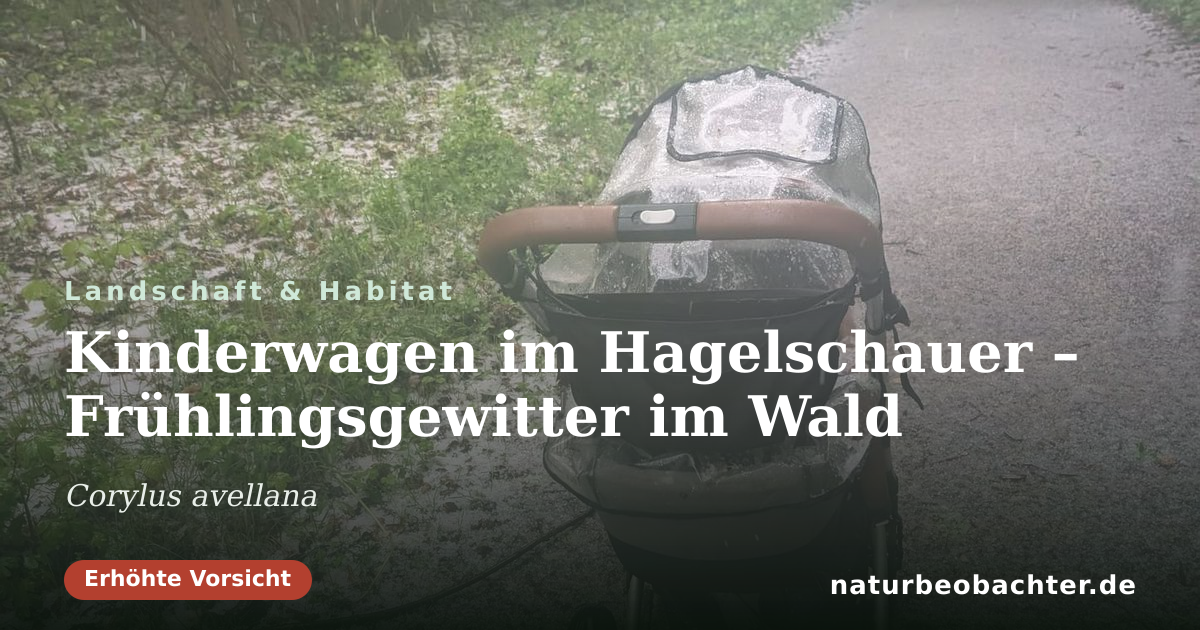 Vorschau der Teilen-Karte: Kinderwagen im Hagelschauer – Frühlingsgewitter im Wald