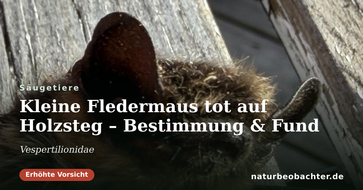 Vorschau der Teilen-Karte: Kleine Fledermaus tot auf Holzsteg – Bestimmung & Fund