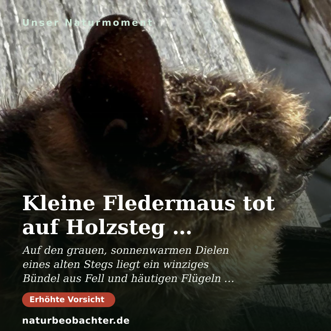 Druck-Vorschau: Kleine Fledermaus tot auf Holzsteg – Bestimmung & Fund
