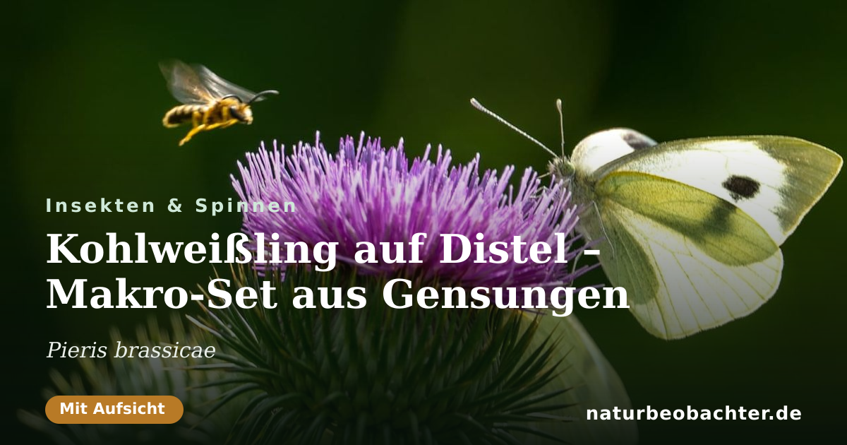 Vorschau der Teilen-Karte: Kohlweißling auf Distel – Makro-Set aus Gensungen