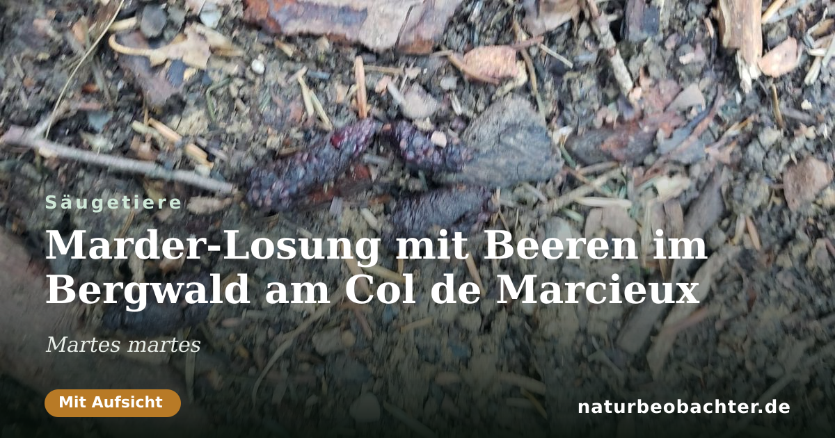 Vorschau der Teilen-Karte: Marder-Losung mit Beeren im Bergwald am Col de Marcieux