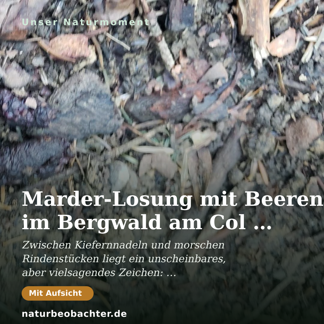 Druck-Vorschau: Marder-Losung mit Beeren im Bergwald am Col de Marcieux