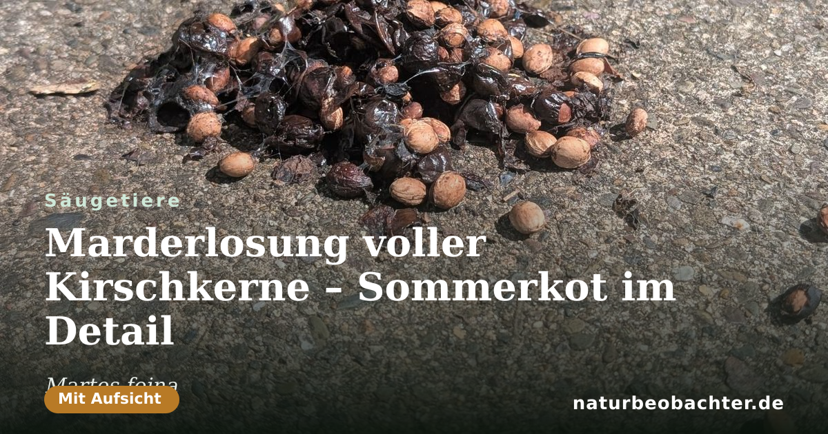 Vorschau der Teilen-Karte: Marderlosung voller Kirschkerne – Sommerkot im Detail