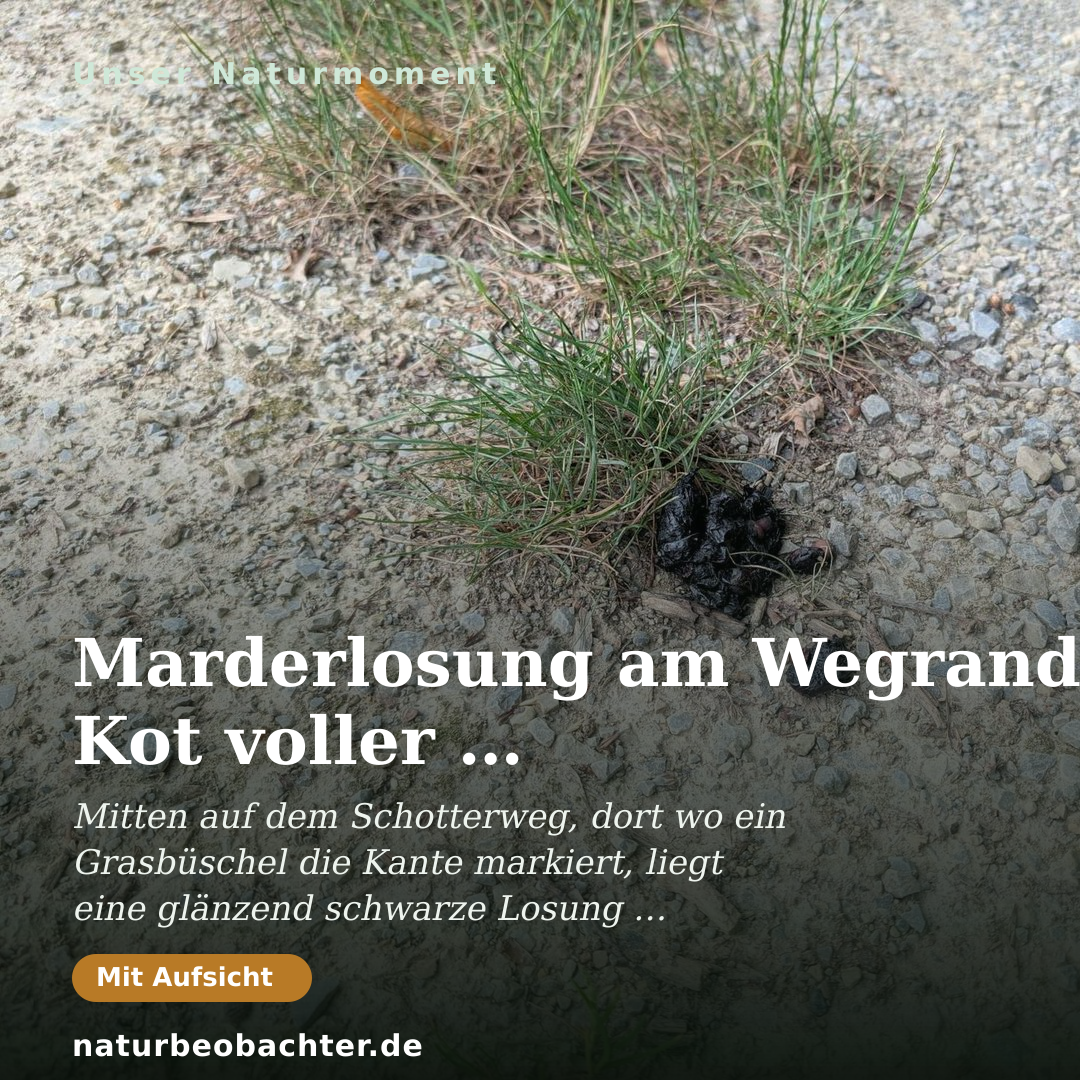 Druck-Vorschau: Marderlosung am Wegrand: Kot voller Obstkerne bestimmen