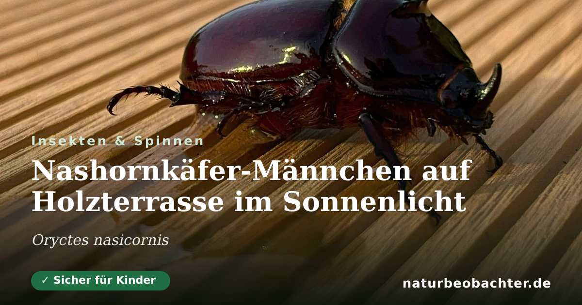 Vorschau der Teilen-Karte: Nashornkäfer-Männchen auf Holzterrasse im Sonnenlicht
