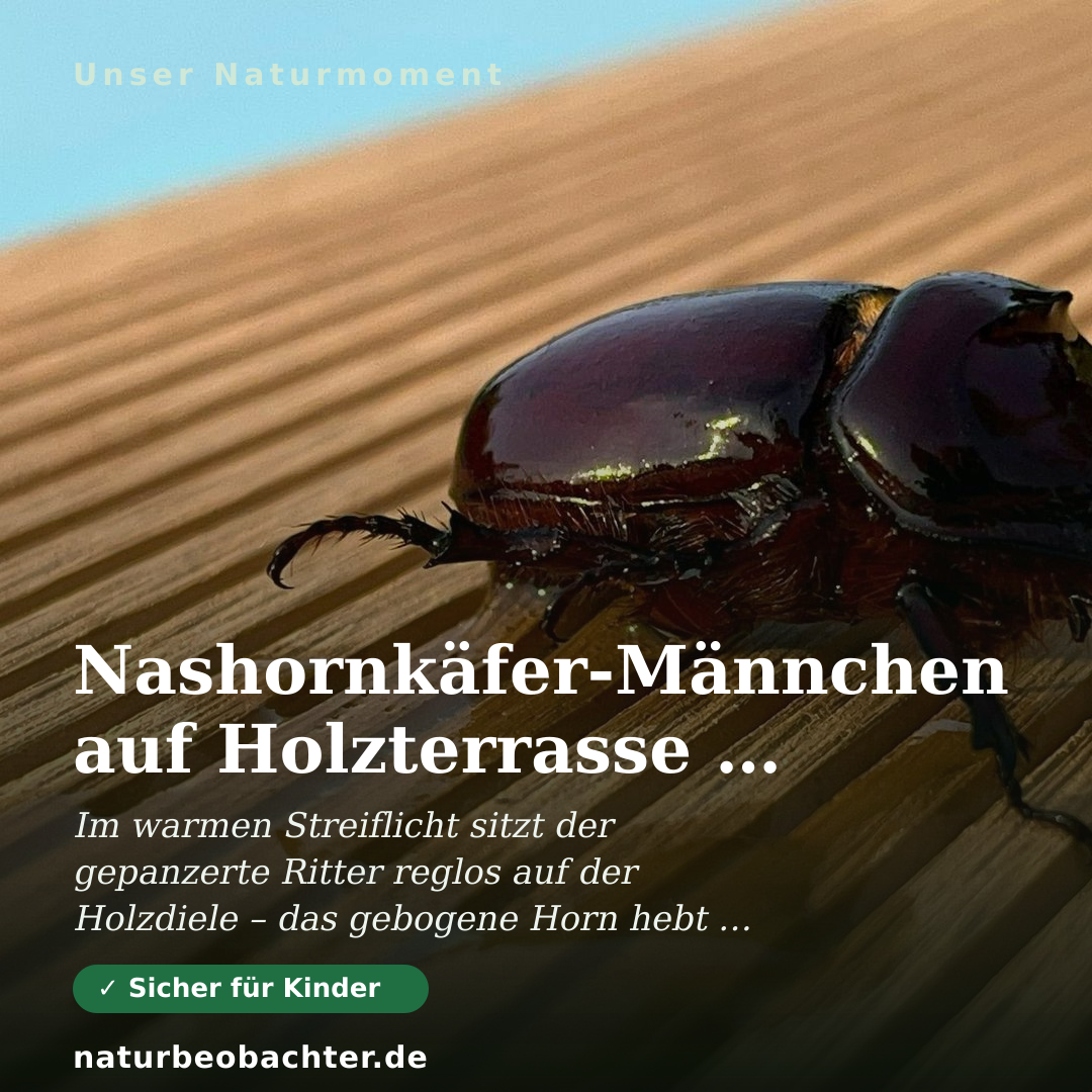 Druck-Vorschau: Nashornkäfer-Männchen auf Holzterrasse im Sonnenlicht