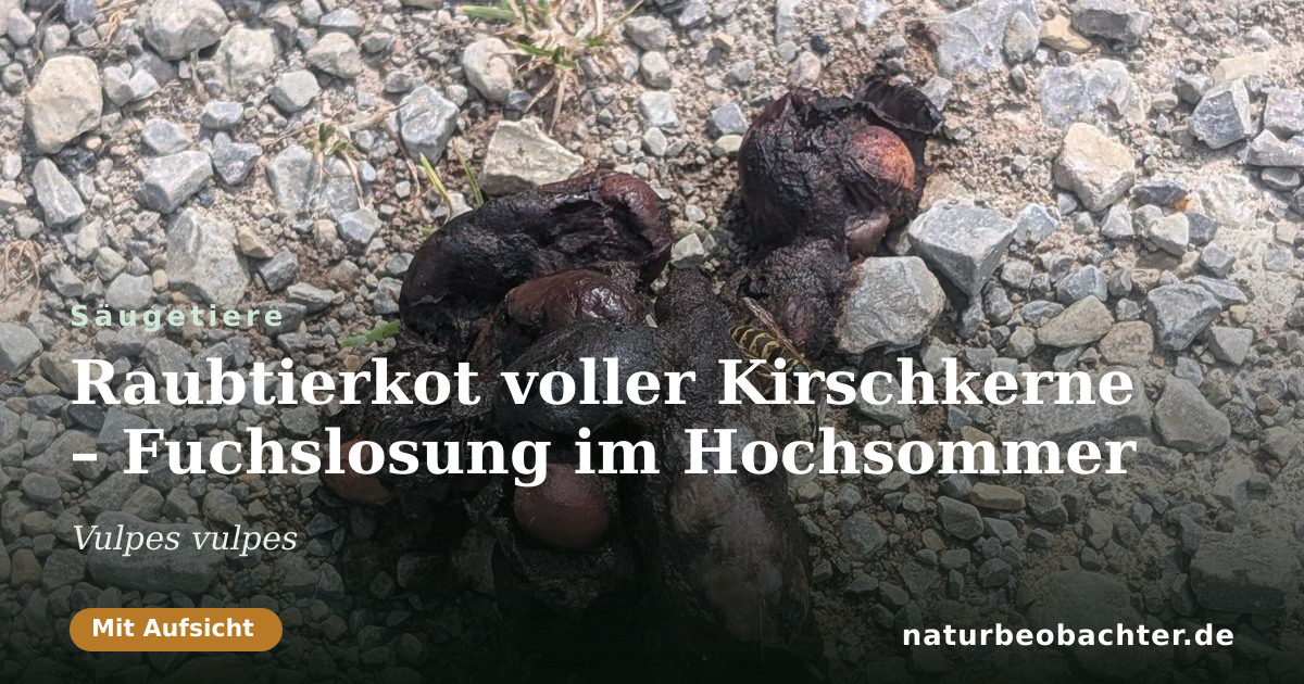 Vorschau der Teilen-Karte: Raubtierkot voller Kirschkerne – Fuchslosung im Hochsommer