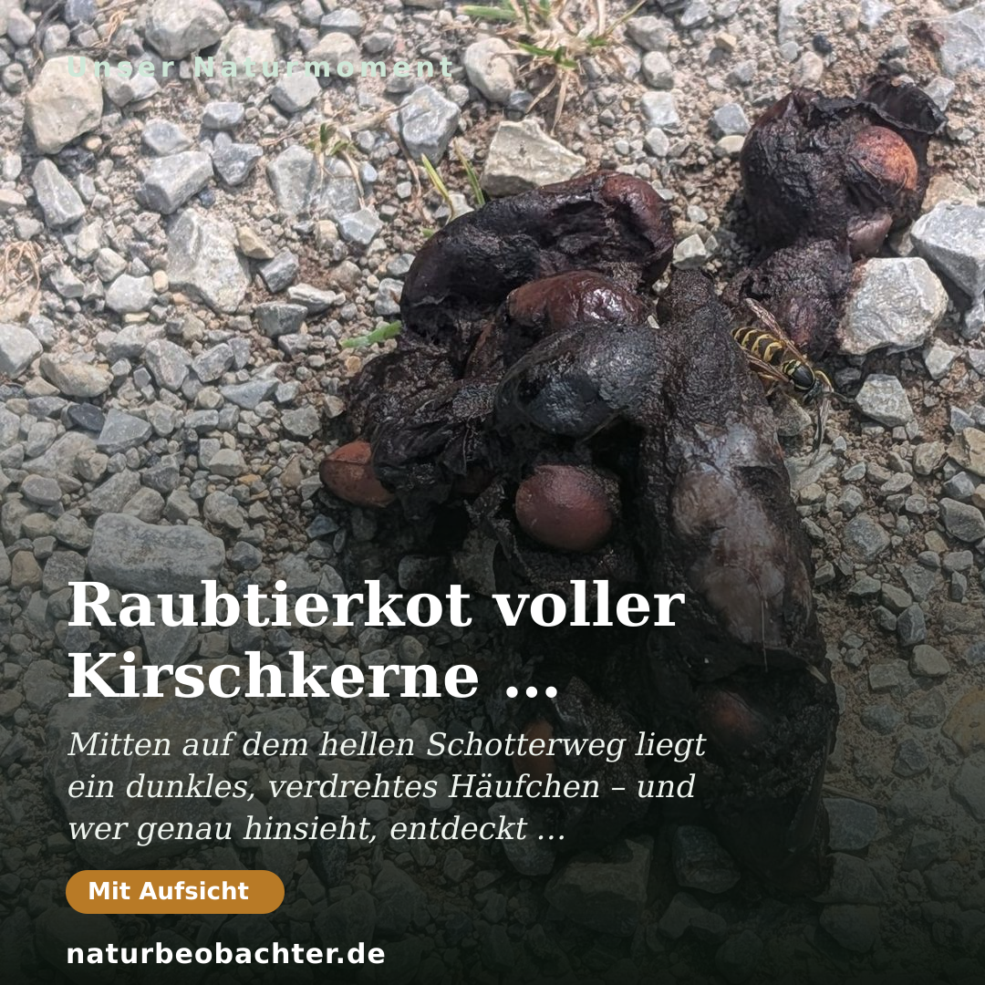 Druck-Vorschau: Raubtierkot voller Kirschkerne – Fuchslosung im Hochsommer