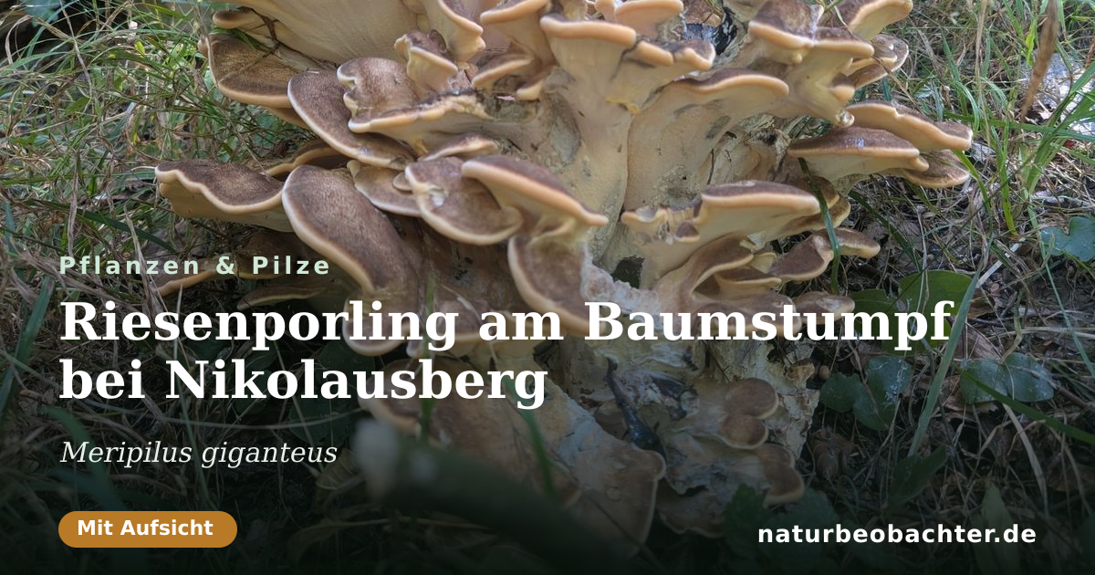 Vorschau der Teilen-Karte: Riesenporling am Baumstumpf bei Nikolausberg