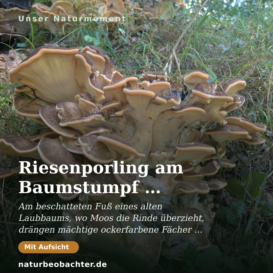 Druck-Vorschau: Riesenporling am Baumstumpf bei Nikolausberg