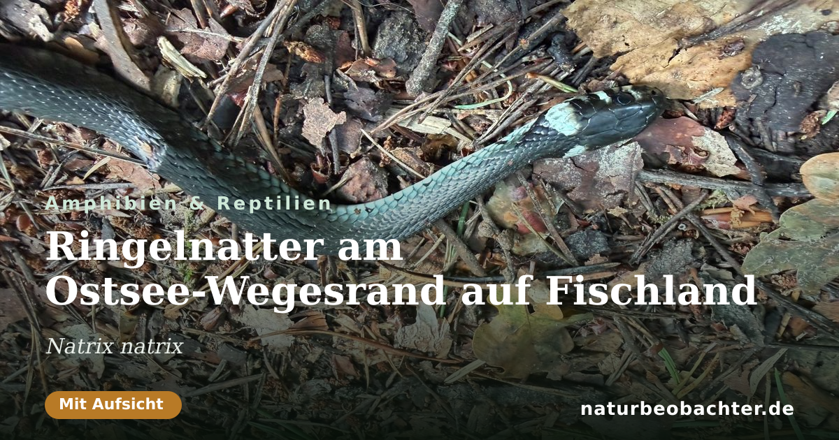 Vorschau der Teilen-Karte: Ringelnatter am Ostsee-Wegesrand auf Fischland