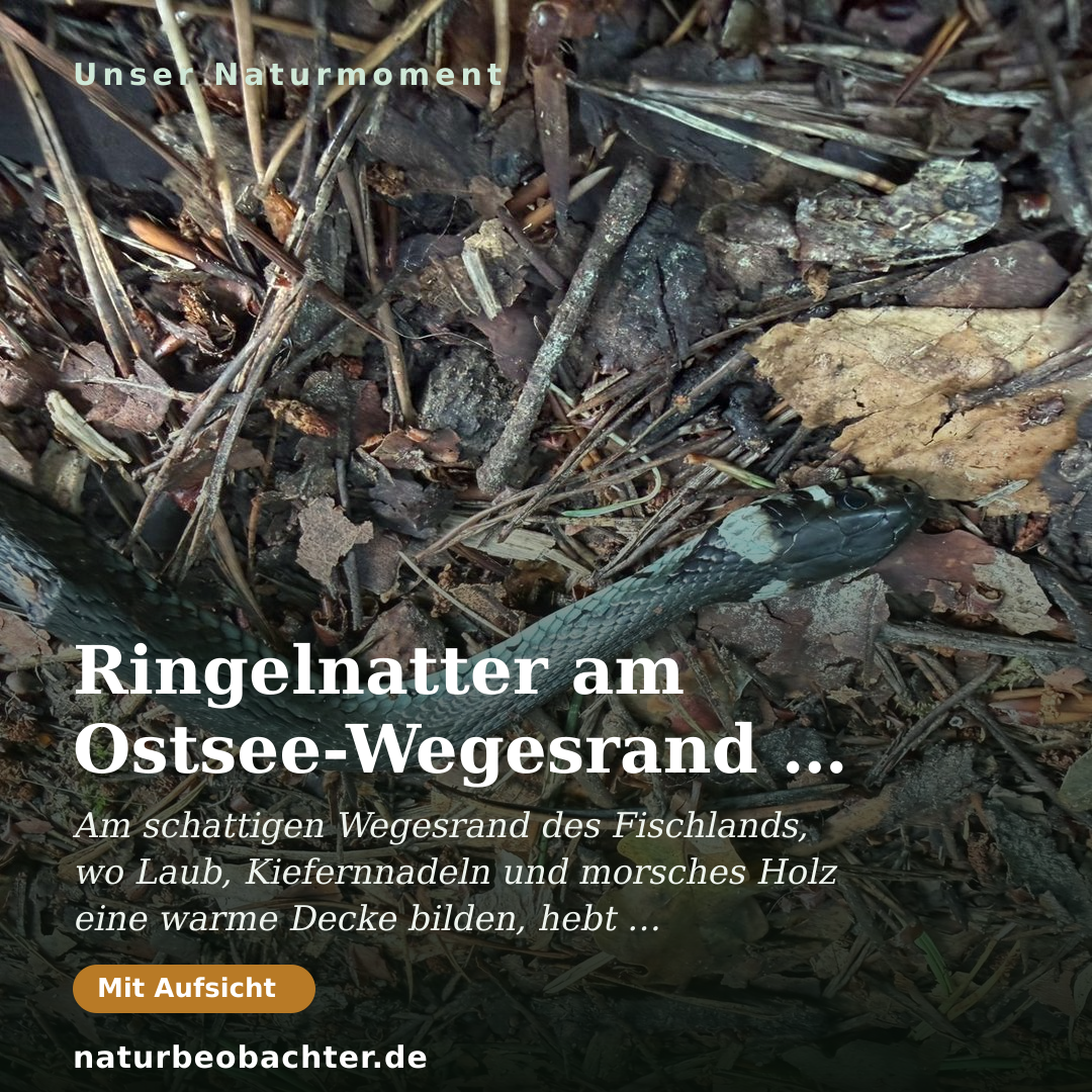 Druck-Vorschau: Ringelnatter am Ostsee-Wegesrand auf Fischland