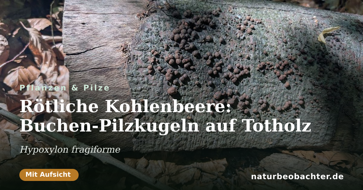 Vorschau der Teilen-Karte: Rötliche Kohlenbeere: Buchen-Pilzkugeln auf Totholz