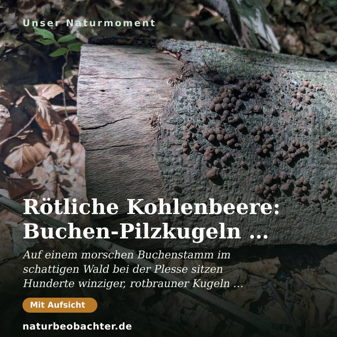 Druck-Vorschau: Rötliche Kohlenbeere: Buchen-Pilzkugeln auf Totholz