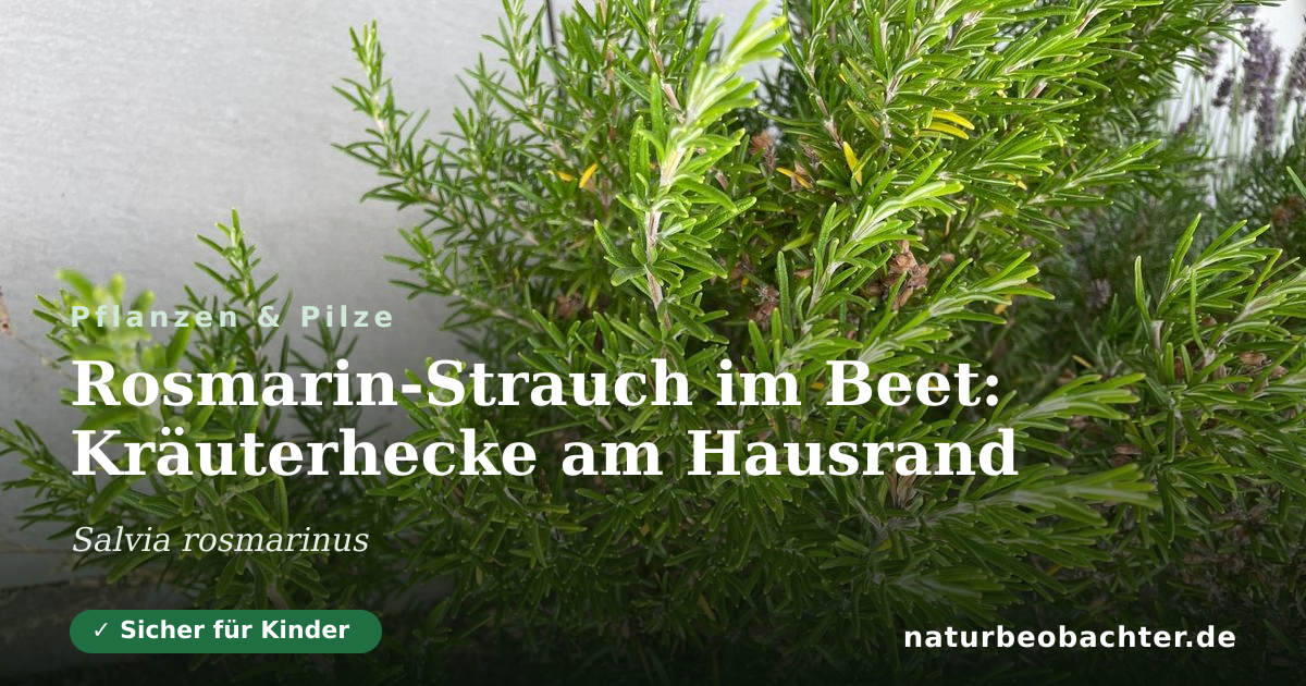 Vorschau der Teilen-Karte: Rosmarin-Strauch im Beet: Kräuterhecke am Hausrand