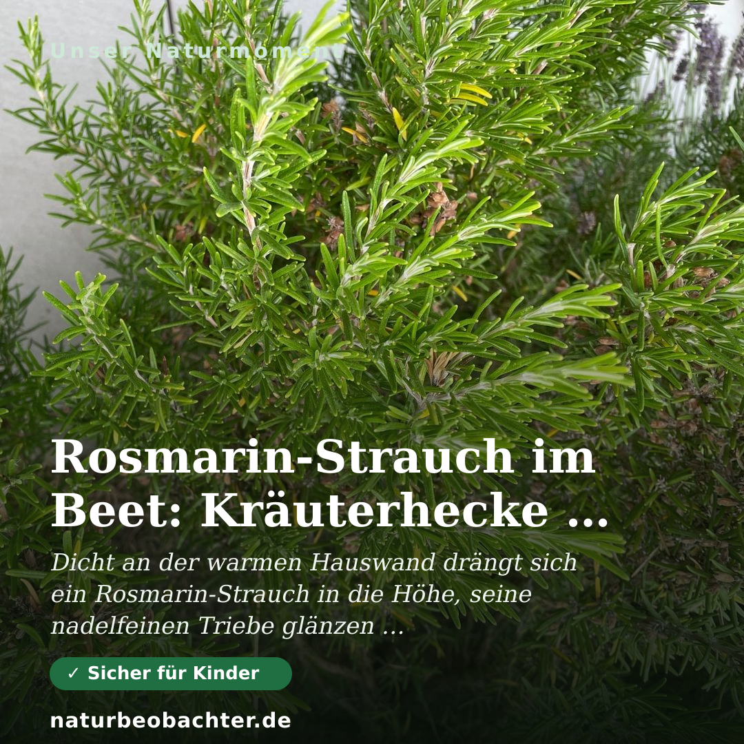 Druck-Vorschau: Rosmarin-Strauch im Beet: Kräuterhecke am Hausrand