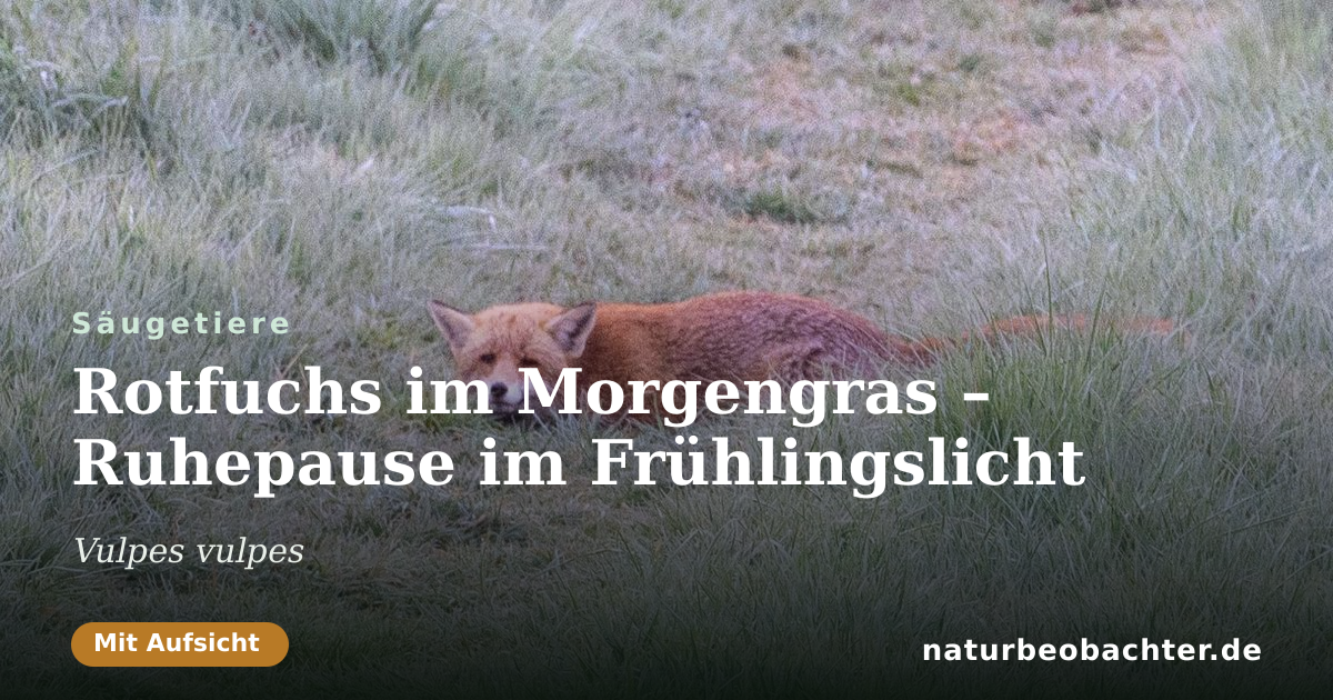 Vorschau der Teilen-Karte: Rotfuchs im Morgengras – Ruhepause im Frühlingslicht