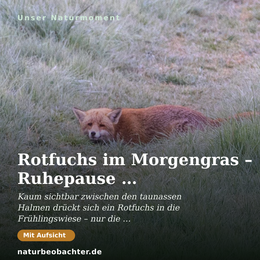 Druck-Vorschau: Rotfuchs im Morgengras – Ruhepause im Frühlingslicht
