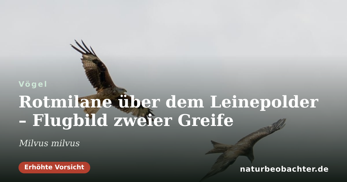 Vorschau der Teilen-Karte: Rotmilane über dem Leinepolder – Flugbild zweier Greife