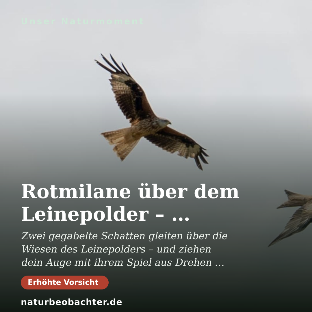 Druck-Vorschau: Rotmilane über dem Leinepolder – Flugbild zweier Greife