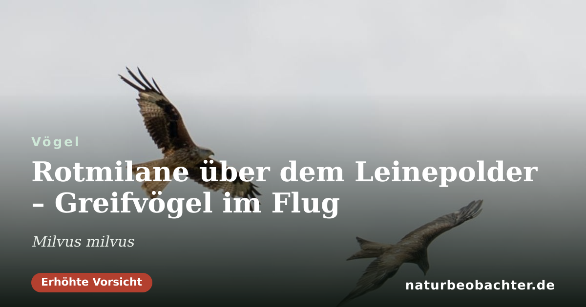 Vorschau der Teilen-Karte: Rotmilane über dem Leinepolder – Greifvögel im Flug