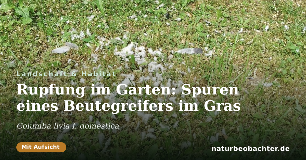 Vorschau der Teilen-Karte: Rupfung im Garten: Spuren eines Beutegreifers im Gras