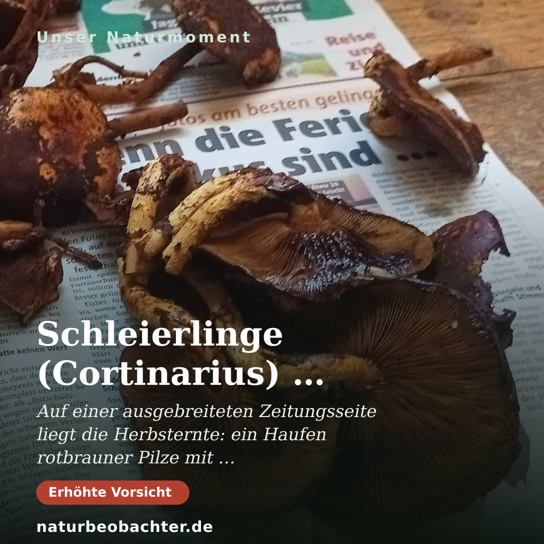 Druck-Vorschau: Schleierlinge (Cortinarius) zum Trocknen auf Zeitung