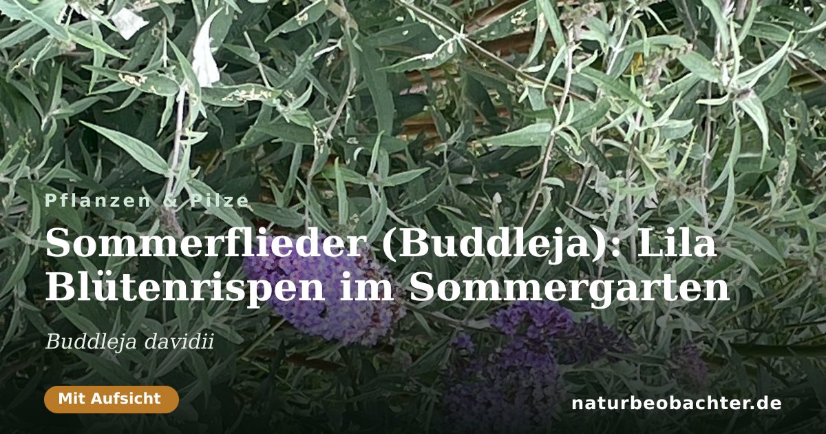 Vorschau der Teilen-Karte: Sommerflieder (Buddleja): Lila Blütenrispen im Sommergarten