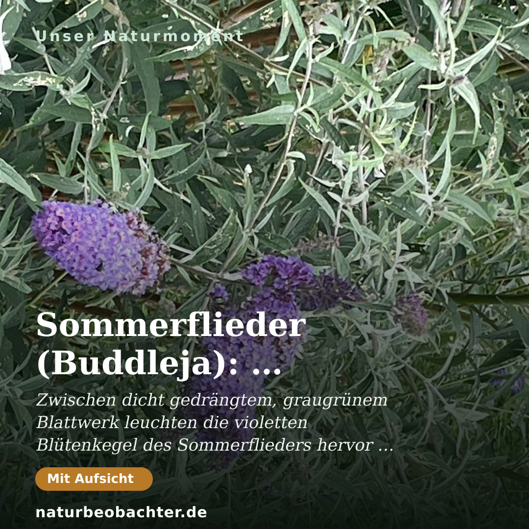 Druck-Vorschau: Sommerflieder (Buddleja): Lila Blütenrispen im Sommergarten