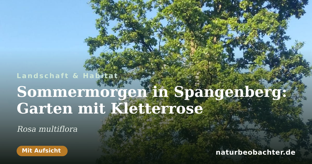 Vorschau der Teilen-Karte: Sommermorgen in Spangenberg: Garten mit Kletterrose